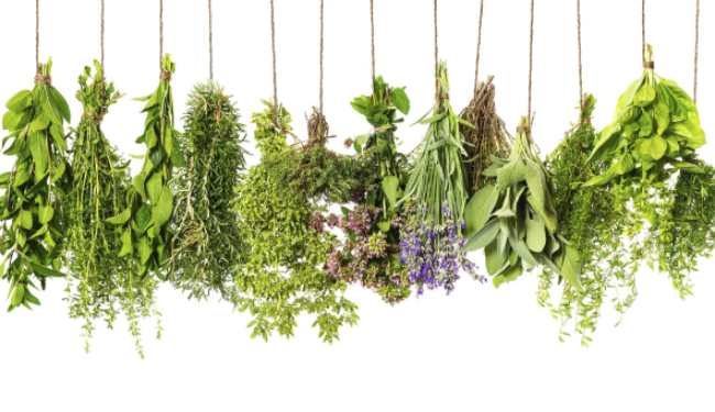 10 loại thảo mộc tốt nhất cho sức khỏe của bạn