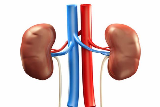 chức năng của thận trong cơ thể