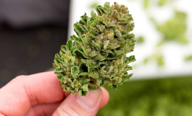 sử dụng thuốc làm từ cần sa gây ảnh hưởng tiêu cực đến não