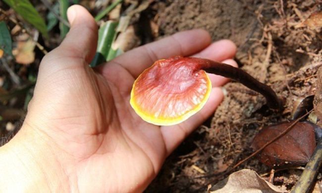 nấm lim xanh là thảo dược vô cùng quý hiếm của Việt Nam