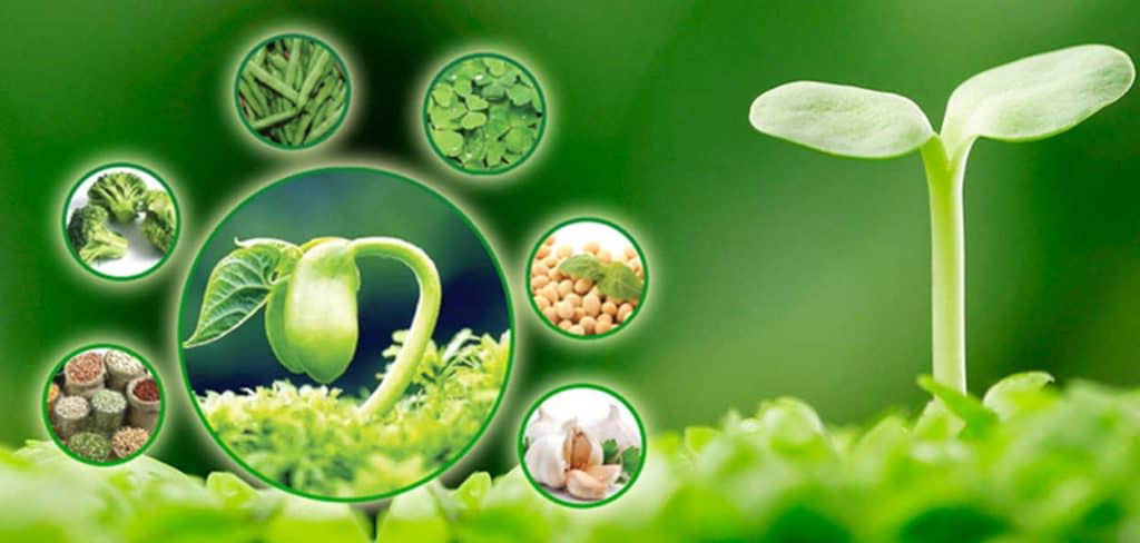 Tác Dụng Của Mầm Đậu Nành, Có Hiệu Quả Thực Sự Không?