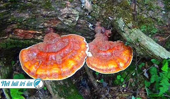 Nấm lim xanh có tác dụng trong việc hỗ trợ và ngăn ngừa một số bệnh nguy hiểm.