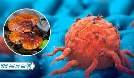 Nấm lim xanh được nhiều nghiên cứu chứng minh có tác dụng chữa ung thư