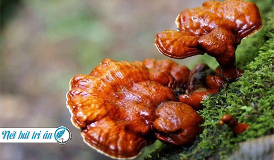 tác dụng của nấm lim xanh