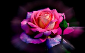 Top 202 hình ảnh hoa hồng đẹp ngọt ngào, lãng mạn - Giadinh360.vn