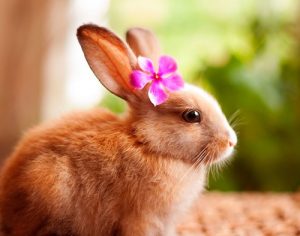 Hình ảnh thỏ cute chibi tuyệt đẹp