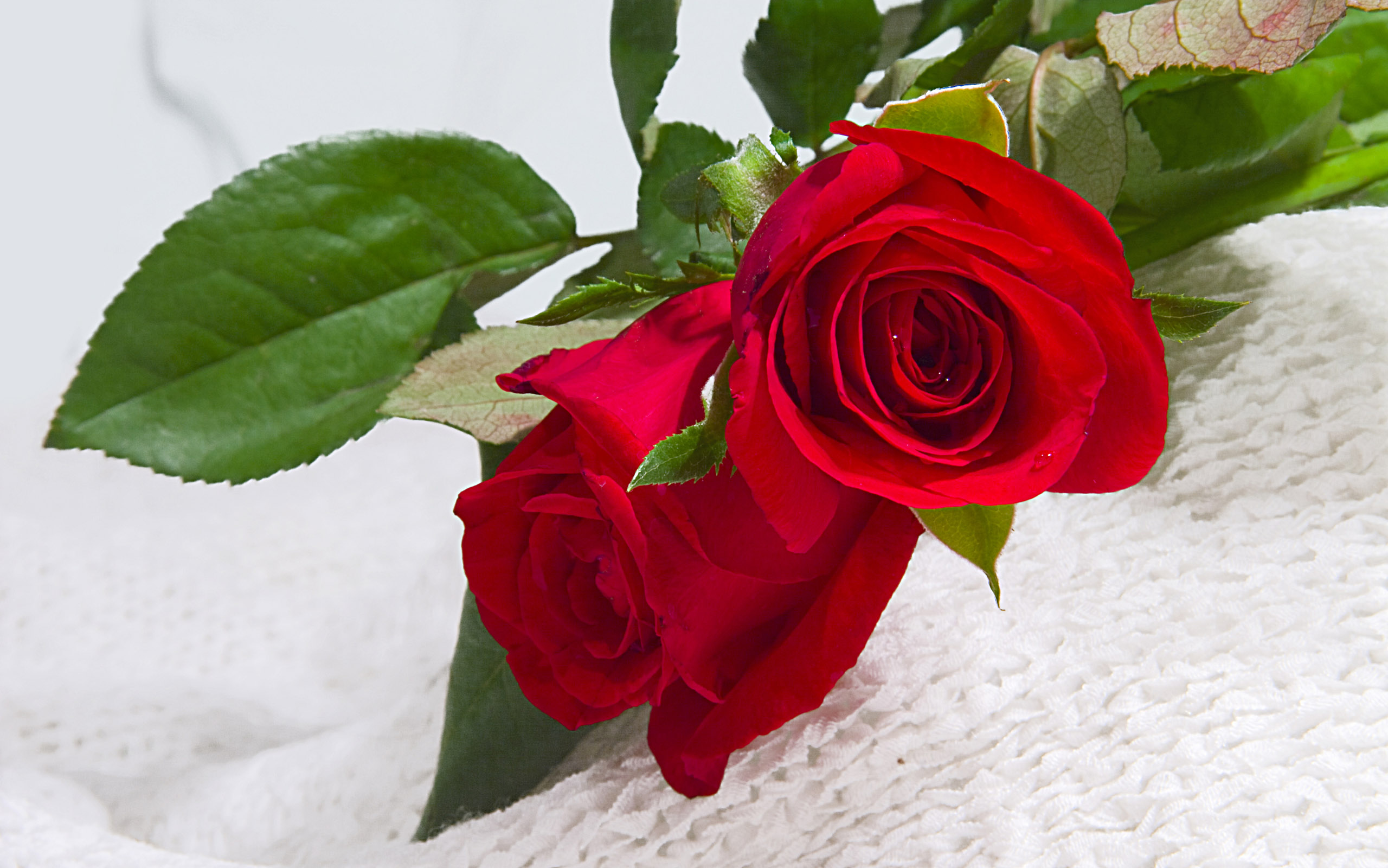Thưởng thức hình ảnh về hoa đẹp tặng người yêu, cho thấy tình yêu của bạn đối với người bạn yêu quý. Họa tiết hoa tuyệt đẹp sẽ mang đến cho bạn cảm giác yêu thương và sự kết nối tuyệt vời giữa hai người.
