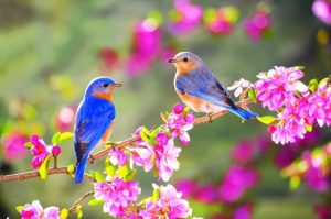 Cùng ngắm những hình ảnh mùa xuân thiên nhiên đẹp, cho bạn một mùa xuân tươi sáng và năng động. Sẽ không có gì tuyệt vời hơn khi khoác lên máy tính của bạn những cảnh vật chú chim ca hát trong gió, hoa nở rực rỡ và những ngọn núi xanh ngút ngàn.
