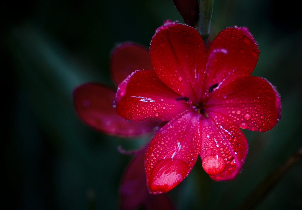 Những bông hoa đẹp nhất thế giới  Cẩm tú cầu tinh khiết