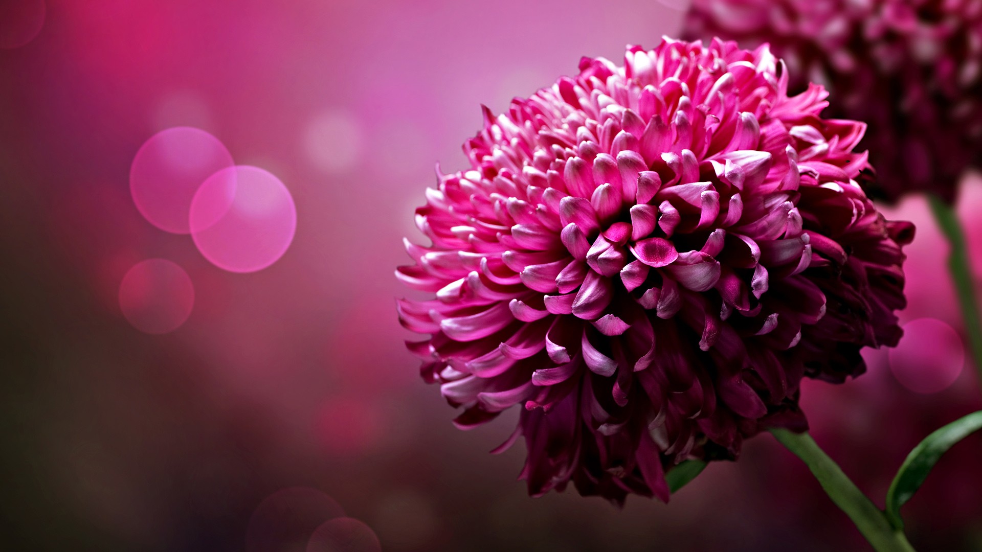 Khám phá hơn 107 tải hình nền bông hoa đẹp mới nhất  thdonghoadian