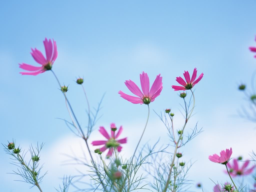 Ngắm Những Bông Hoa Dại Đẹp Rung Rinh Trước Gió - Giadinh360.Vn